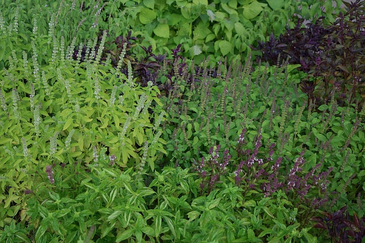 basil plants in an herb garden