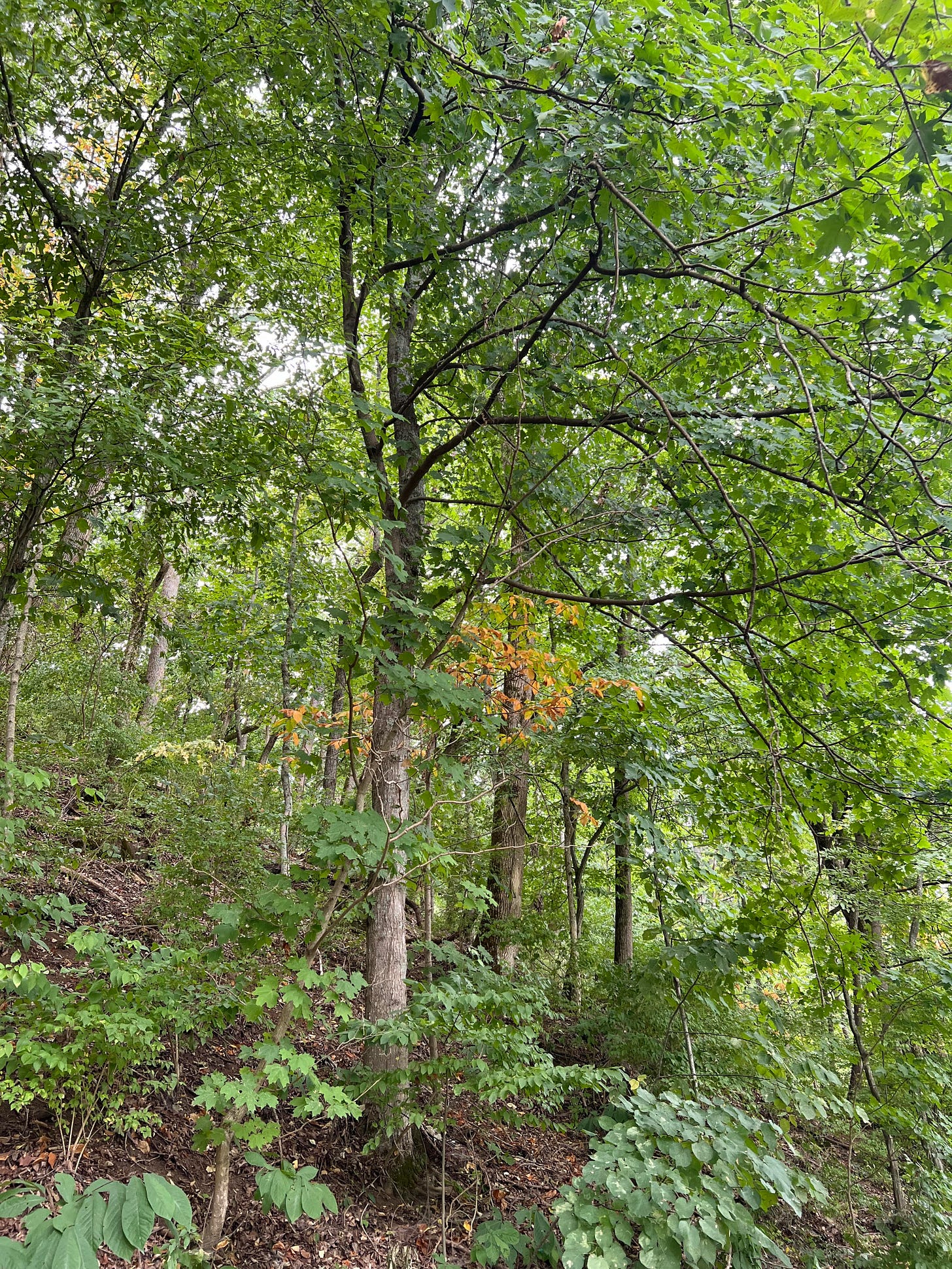 in a field of green trees, there is one tree with orange leaves