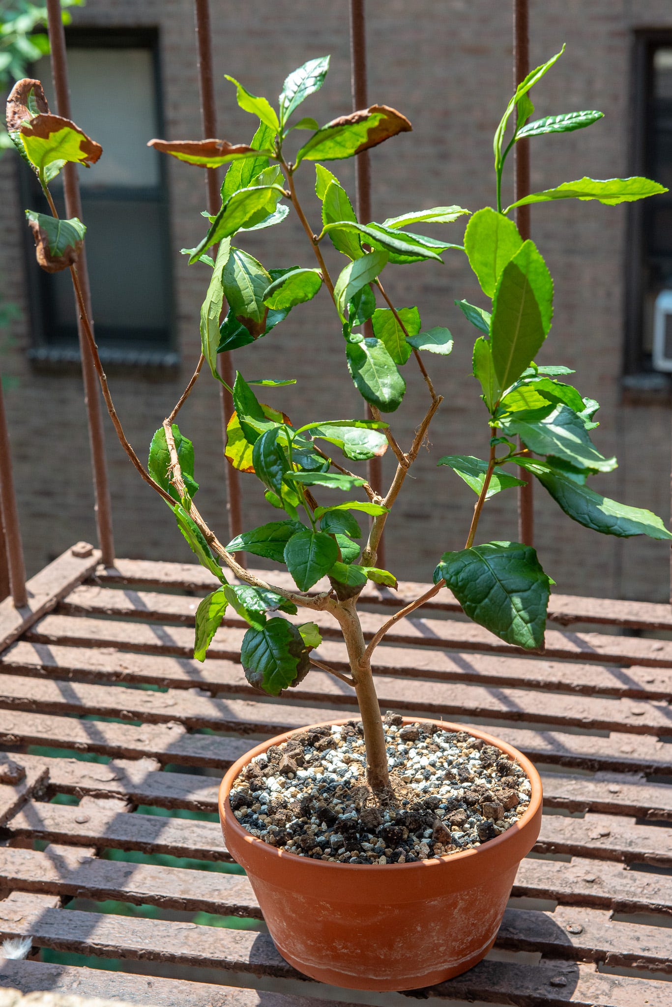 ID: Tea plant on my fire escape, a thin straight trunk with a few upward pointing branches. 