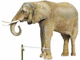 Métaphore de l'histoire de l'éléphant enchaîné - www.DEMETER-FB.FR -  Fabrice BILLAUT