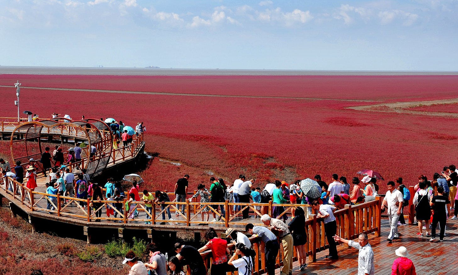 Tourists flock to China's Panjin Red Beach that turns crimson every autumn  | Daily Mail Online