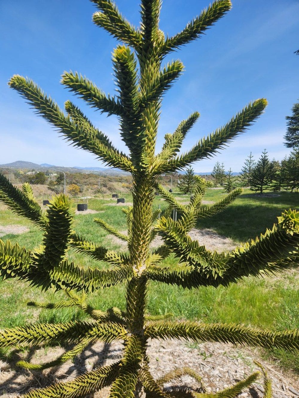 young monkey puzzle tree