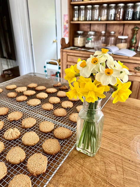 Maypole and Beltane Oatcakes with Daffodils