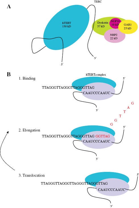 Figure 2: Telomerase structure and activity.(A) The telomerase enzyme is composed by the human telomerase reverse transcriptase (hTERT), the telomerase RNA component (TERC) and the key auxiliary protein like Dyskerin, NOP10 (novel nucleolar protein 10), GAR1 (glycine and arginine rich domain) and NHP2 (non-histone protein 2). (B) Telomerase adds de novo telomere hexanucleotide repeats to the ends of the chromosome in a three-stage process: 1) recognition and binding of the hTERT complex; 2) elongation by adding complementary nucleotides; 3) translocation of the hTERT complex. Stages 2 and 3 are then repeated. Modified from Smogorzewska et al. and Marrone et al. [24, 29].