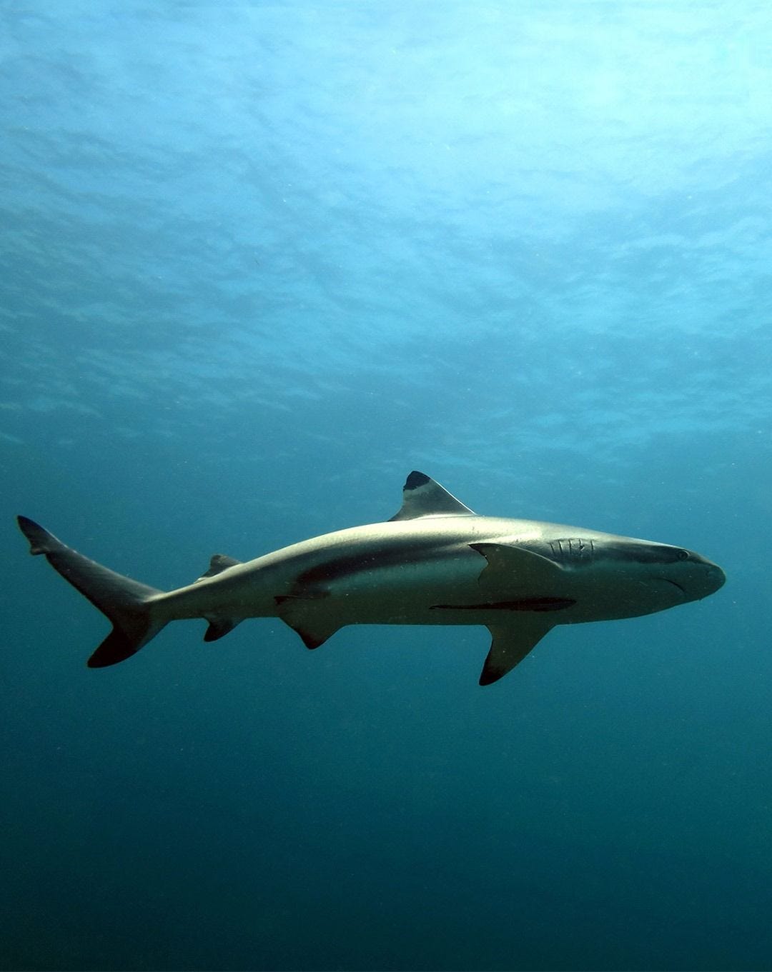 A shark swimming through the waters of Tatawa Kecil in Komodo National Park, Indonesia. A shark swimming through the waters of Tatawa Kecil in Komodo National Park, Indonesia.