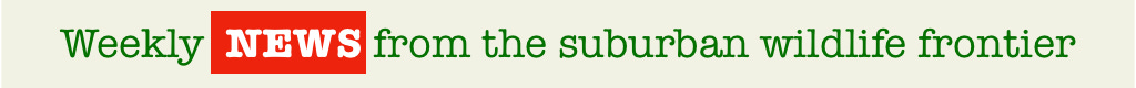NEWS strap.jpg
