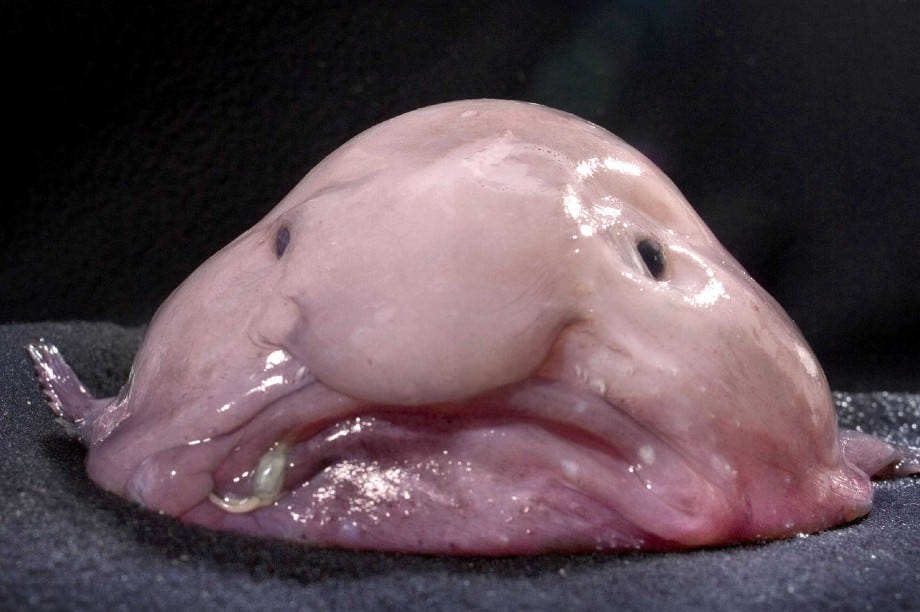 Blobfish: Facts about the ugliest animal in the world | BBC Science Focus  Magazine