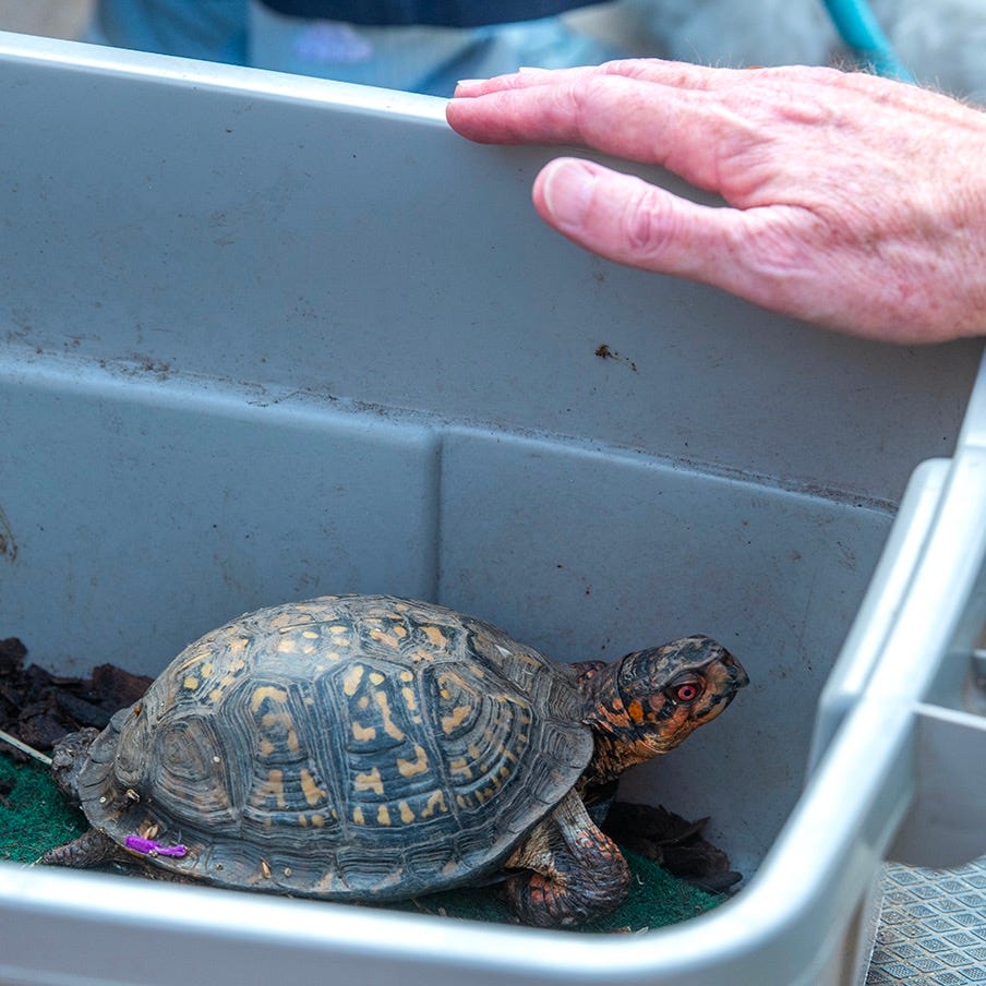 Turtle