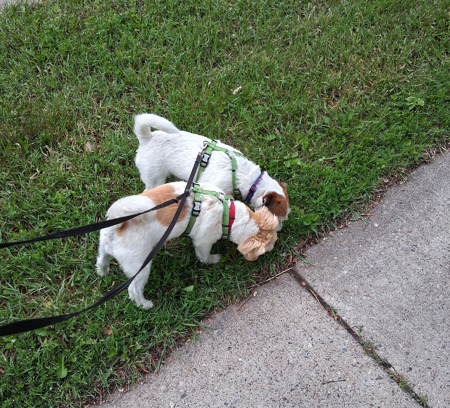 two dogs sniffing the grass