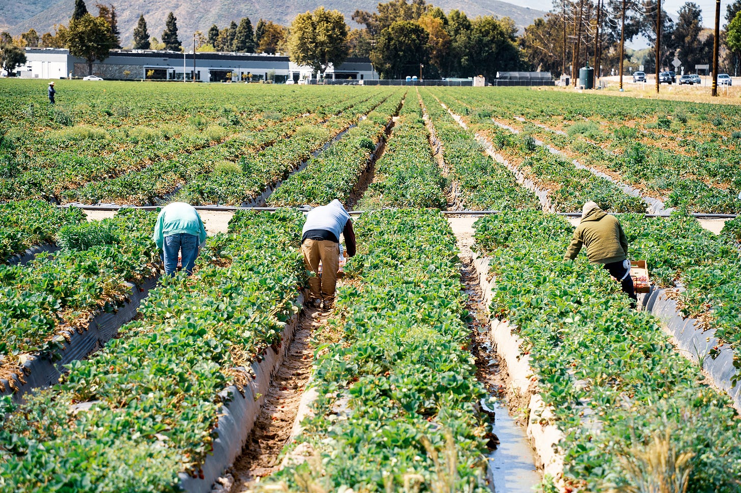 Feeding America: How Immigrants Sustain US Agriculture | Baker Institute Feeding America: How Immigrants Sustain US Agriculture | Baker Institute