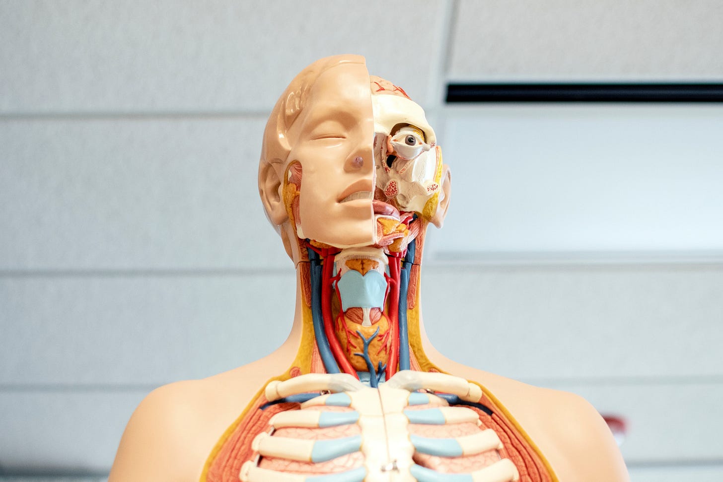 human body plastic model