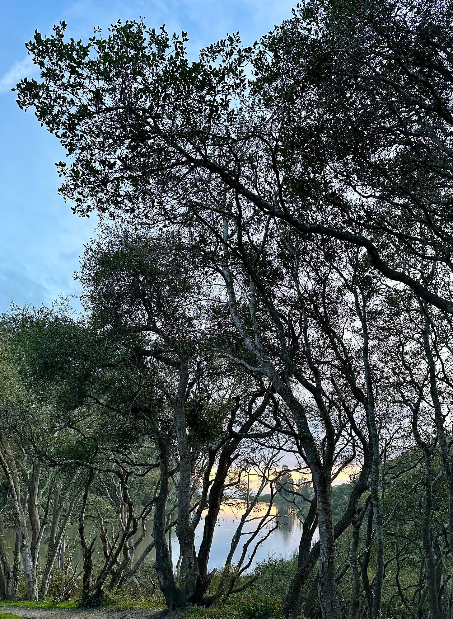 beautiful curving trees in Schwan Lake Park in Santa Cruz, California