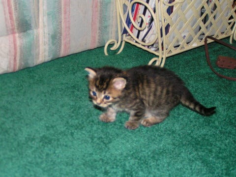 Fleas on young kittens Fleas on young kittens