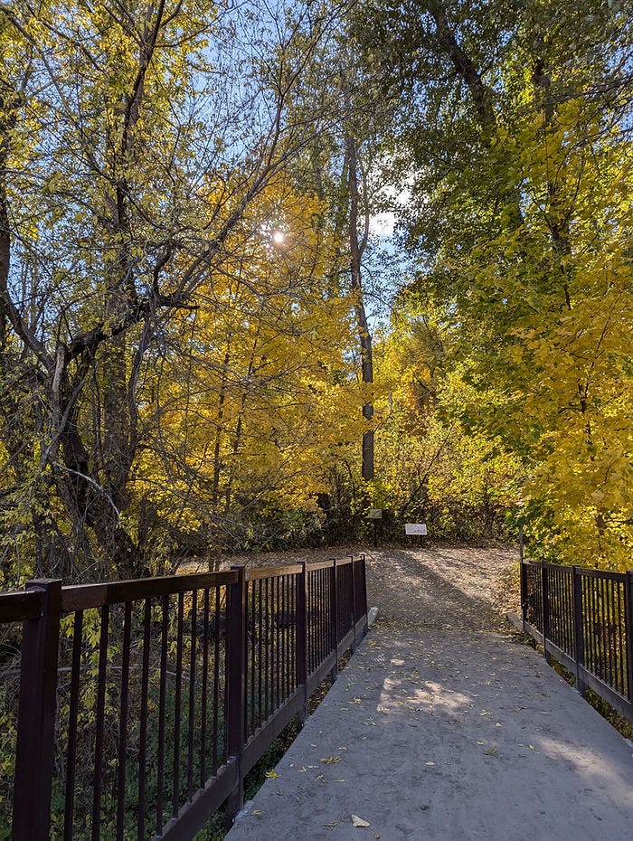 fall bridge during afternoon