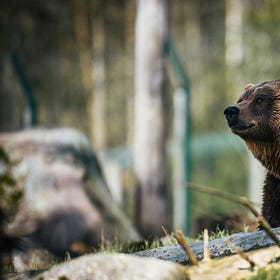 200億円以上を調達しているBerachainの特徴と注目プロジェクト「Puffpaw」について