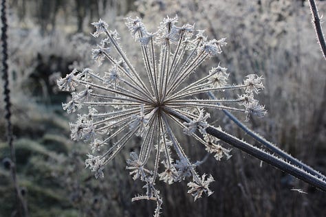 Perennial seed heads in winter