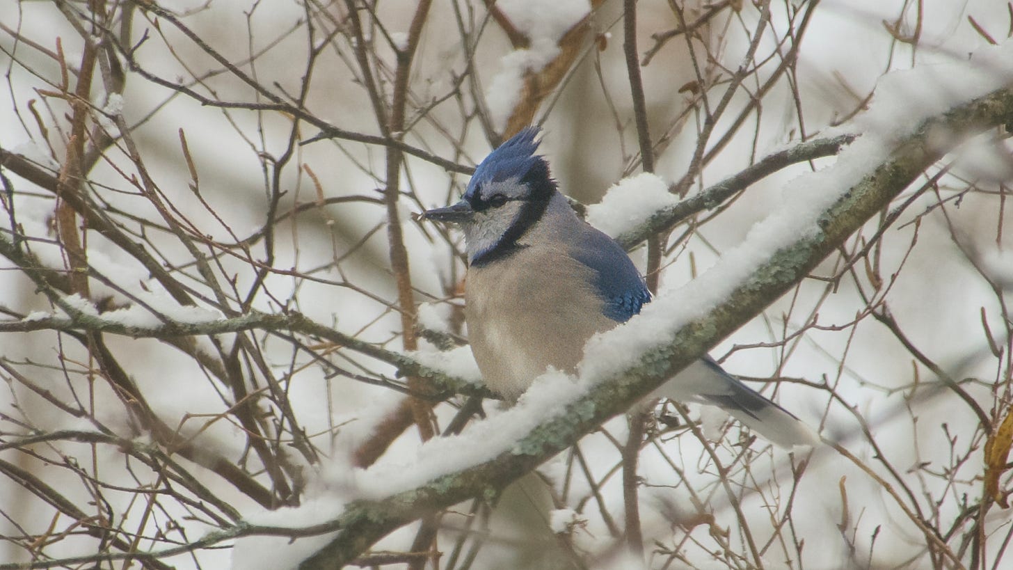 Blue Jay