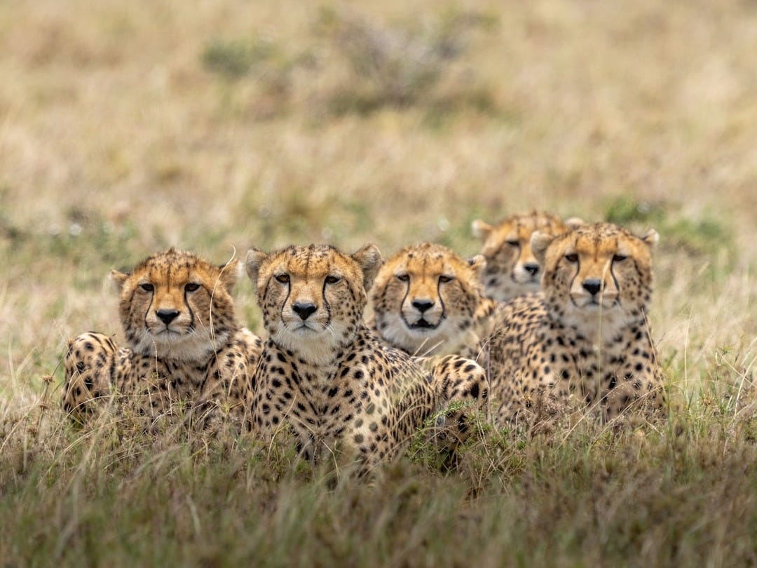 brown and black cheetah on brown grass field during daytime brown and black cheetah on brown grass field during daytime