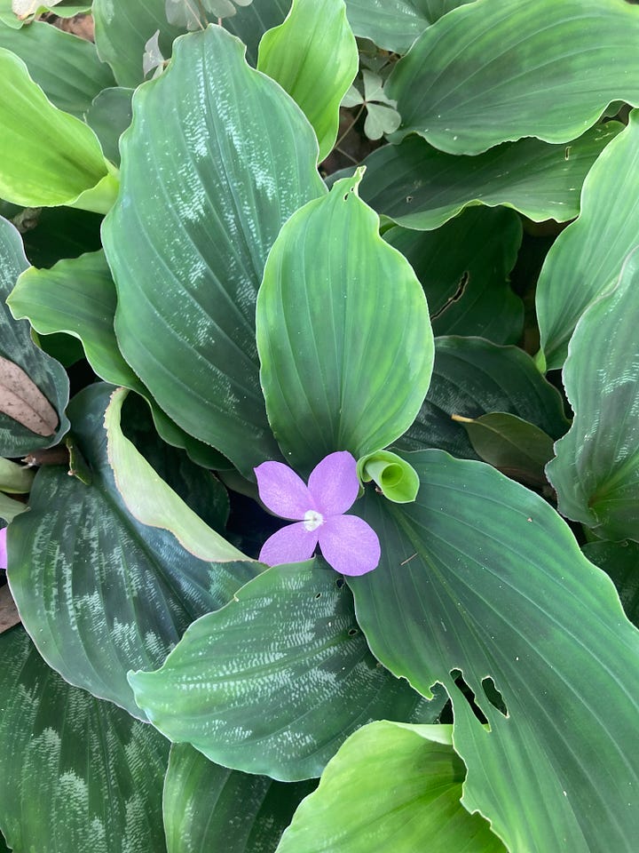 Flowering plants in the Florida-Friendly Landscaping Demonstration Garden that include white flowering pineland heliotrope, yellow flowering greeneyes, purple native porterweed, and orange flowering firebush.