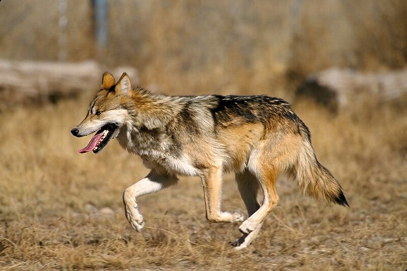 A wolf running in the grass
Description automatically generated A wolf running in the grass
Description automatically generated