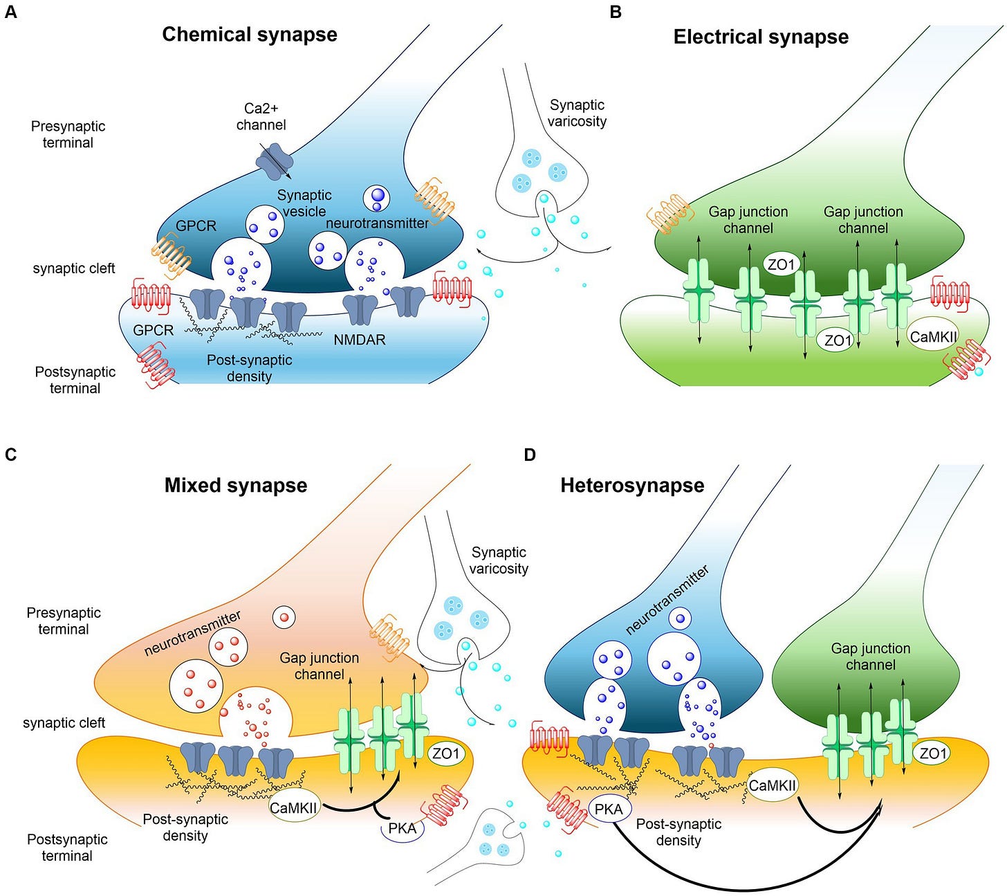 Frontiers | Understanding electrical and chemical transmission in the brain