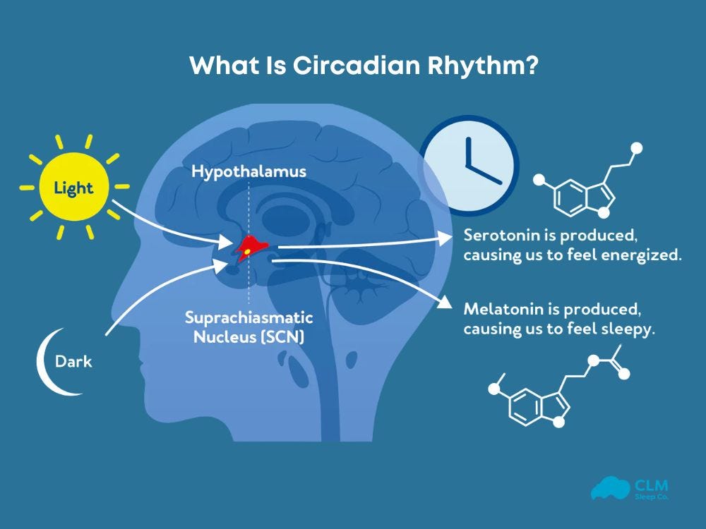 Definition of circadian rhythm Definition of circadian rhythm