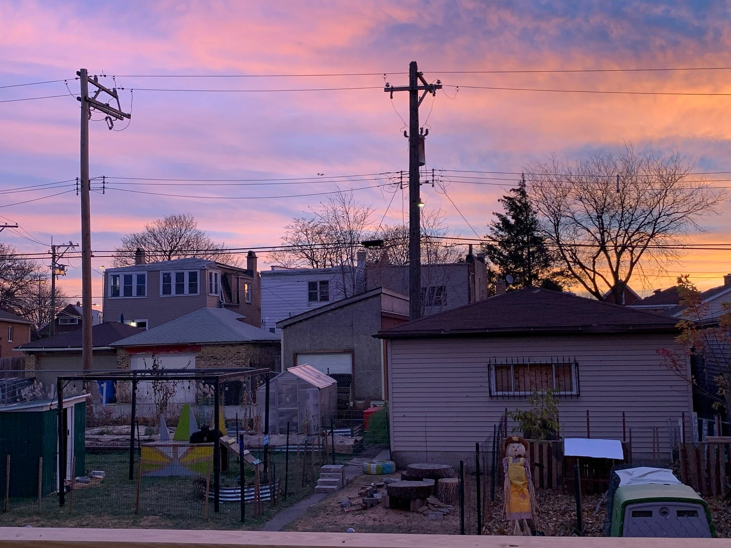 Several structures, including raised aluminum garden beds, a goat enclosure, a greenhouse, and a scarecrow dressed in yellow stretch across an urban farmyard set against surrounding houses in the neighborhood. Electric poles hold power lines that stretch across a sky with the pink and orange clouds of an evening sky. Several structures, including raised aluminum garden beds, a goat enclosure, a greenhouse, and a scarecrow dressed in yellow stretch across an urban farmyard set against surrounding houses in the neighborhood. Electric poles hold power lines that stretch across a sky with the pink and orange clouds of an evening sky.