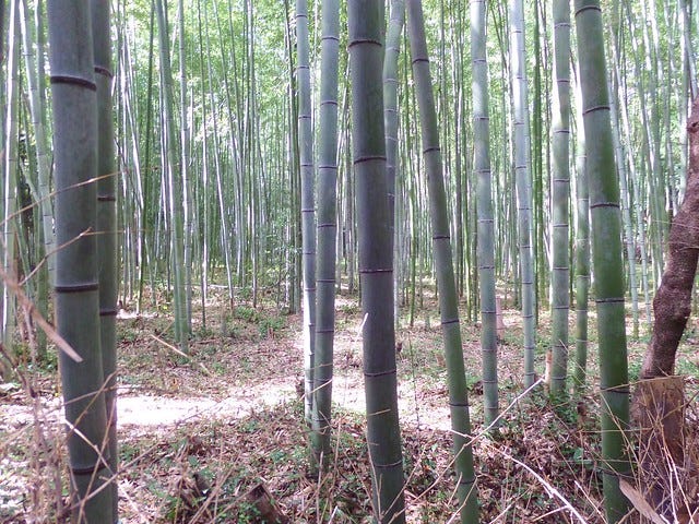 Arashiyama Bamboo Road 2 Arashiyama Bamboo Road 2