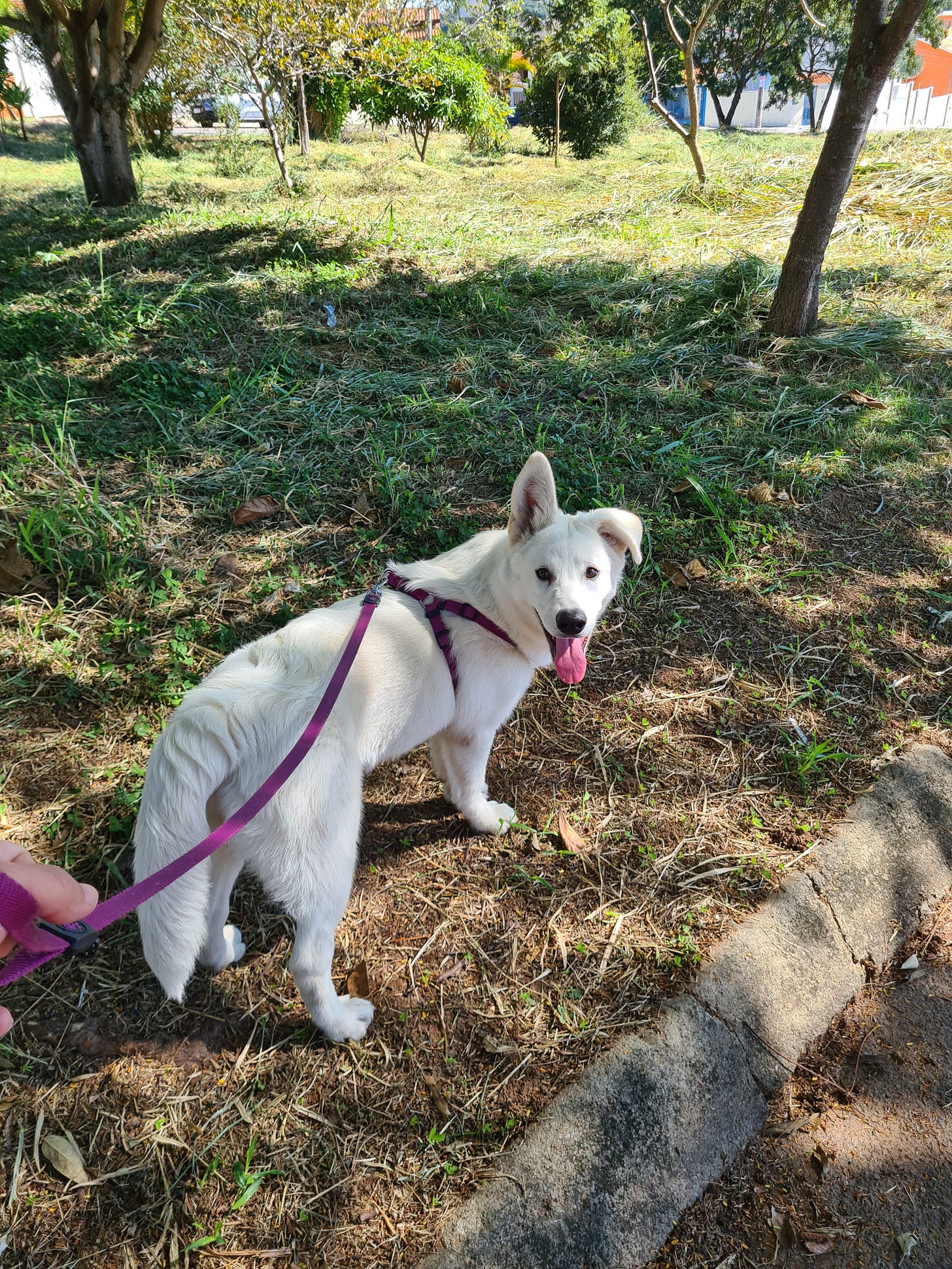 Uma cachorra branca, com uma orelha pra cima e outra caída, olhando pra câmera. Ela está usando uma guia roxa e peitoral também roxo. Ela está em um canteiro com algumas arvores e mato.