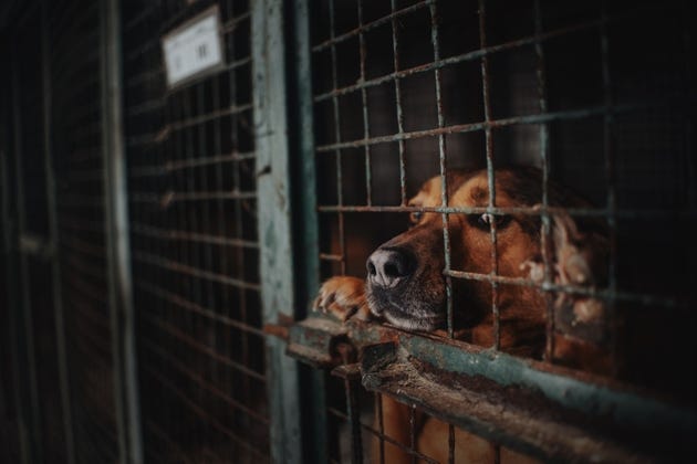 sad animal shelter dog behind bars in a cage sad animal shelter dog behind bars in a cage