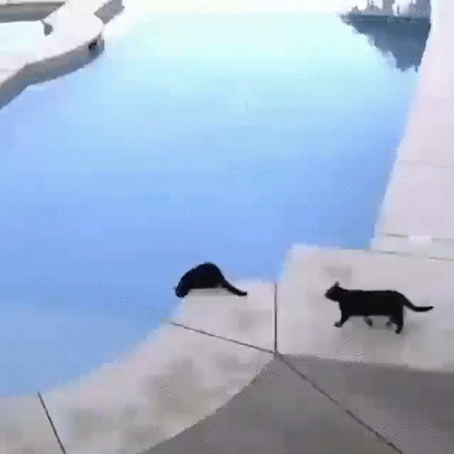 Tag youre it! | Cats, Cats and kittens, Funny animals