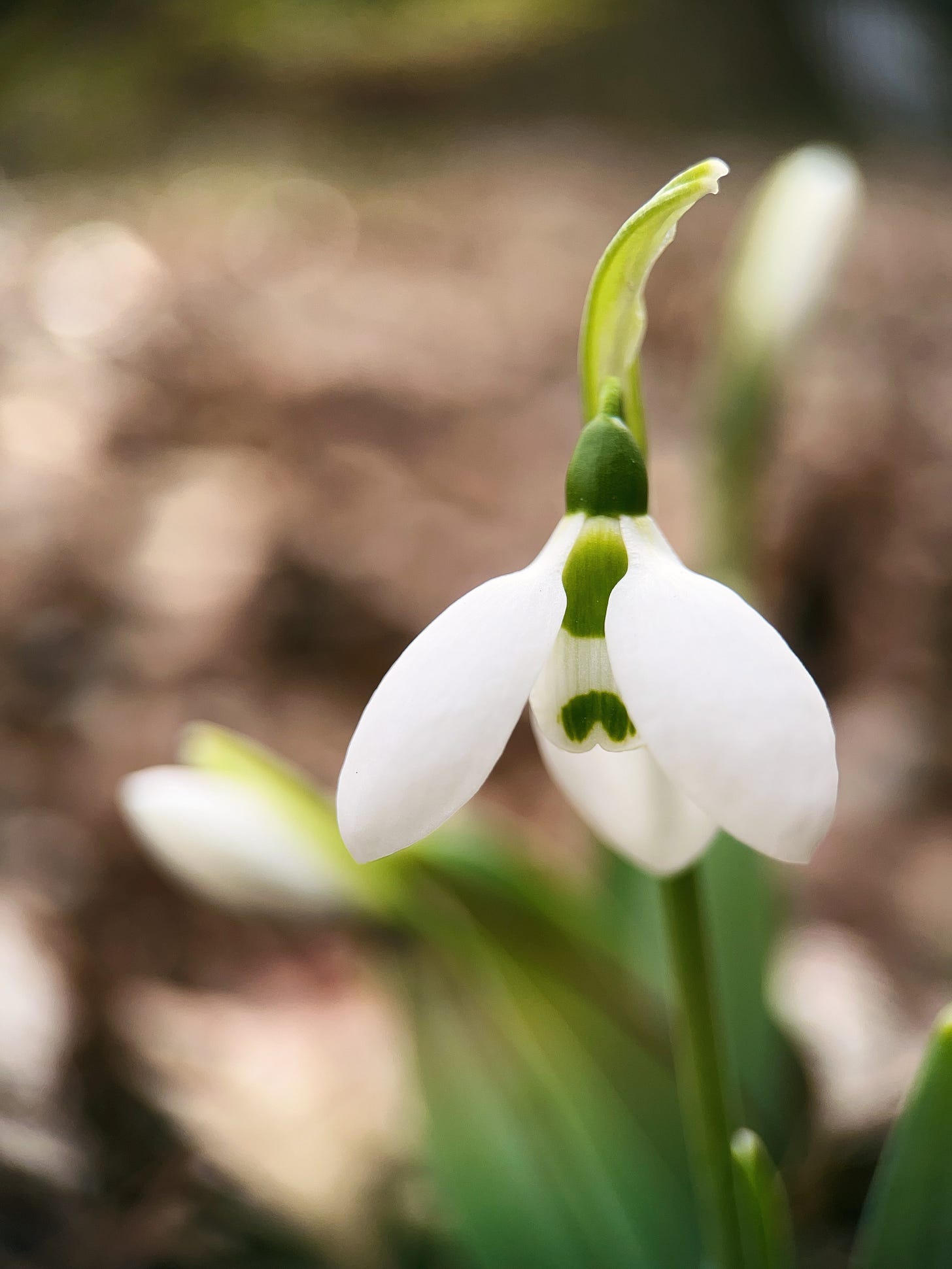 Close up of a snowdrop