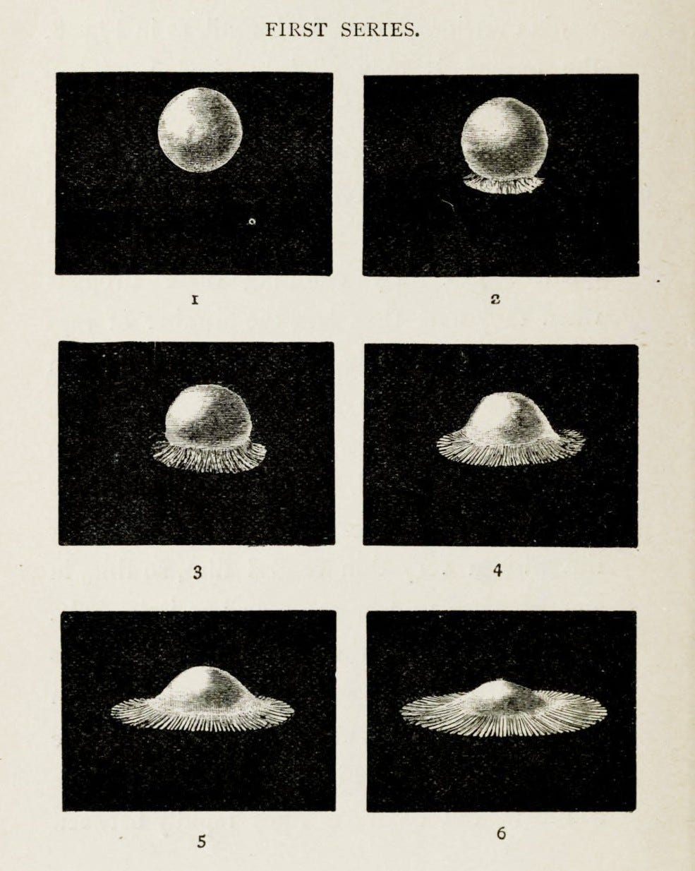 An image added by cosmos on Jul 10, 2024. May present: arthur worthington splash drawings, the splash of a drop.