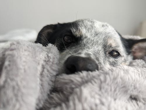 dog doing nothing