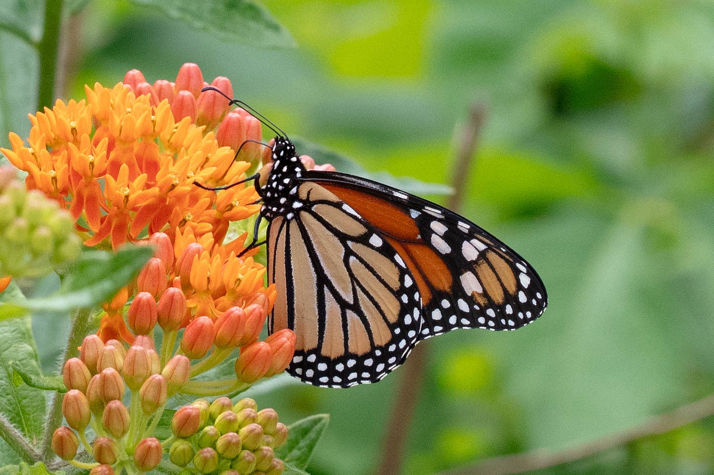 An orange and black monarch butterfly visiting a cluster of orange flowers An orange and black monarch butterfly visiting a cluster of orange flowers