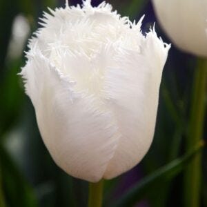 Tulip varieties 