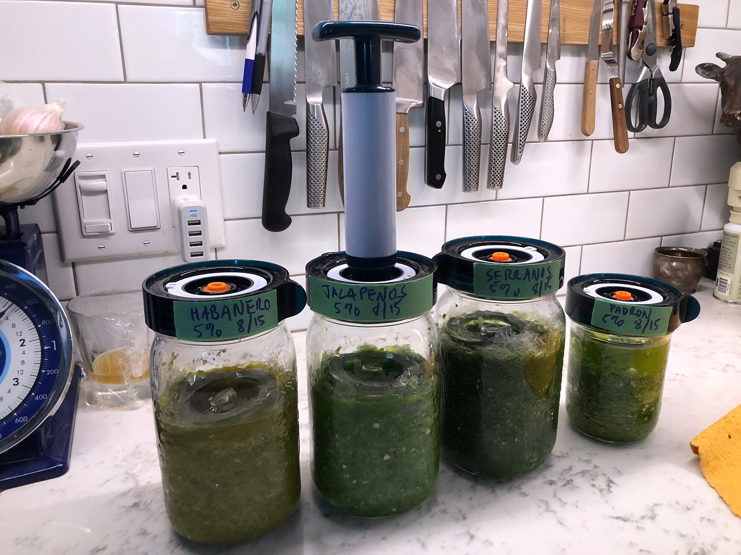 A row of jars holding various chile mashes. They are labelled Habanero, Jalapeño, Serrano, and Padron. All are dated August 15th. There is a hand pump attached to the lid of the Jalapeño jar.