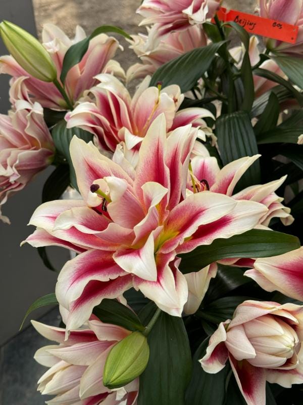 26 lilies you need to know now - by Mr Plant Geek