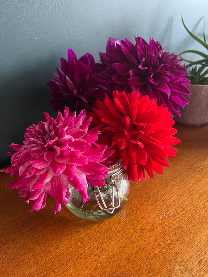 Dahlia flowers, flowers, garden, cuttings, outdoors, plants, mental wellbeing