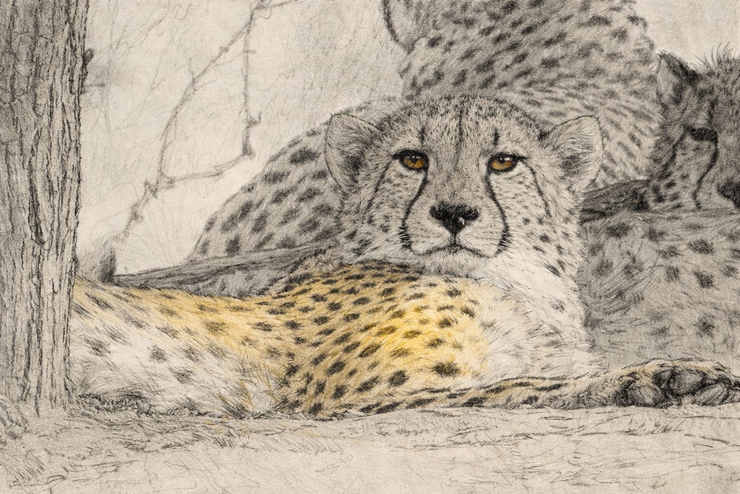 A pencil-and-ink style sketch of a cheetah lying on the ground beside a tree, facing forward with a calm expression, while another cheetah rests behind it. A subtle lantern gold accent highlights the front cheetah’s back and eyes against the otherwise monochrome, textured paper background. A pencil-and-ink style sketch of a cheetah lying on the ground beside a tree, facing forward with a calm expression, while another cheetah rests behind it. A subtle lantern gold accent highlights the front cheetah’s back and eyes against the otherwise monochrome, textured paper background.