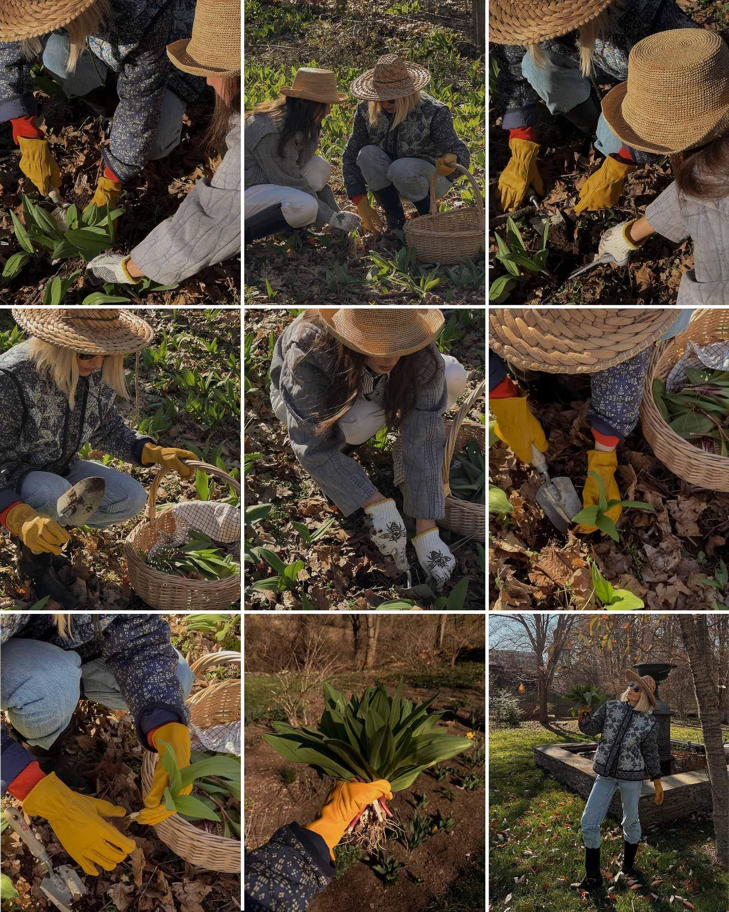 Harvesting from a dense patch, using sharp scissors to cut off leaves and a trowel to dig up a full plant.