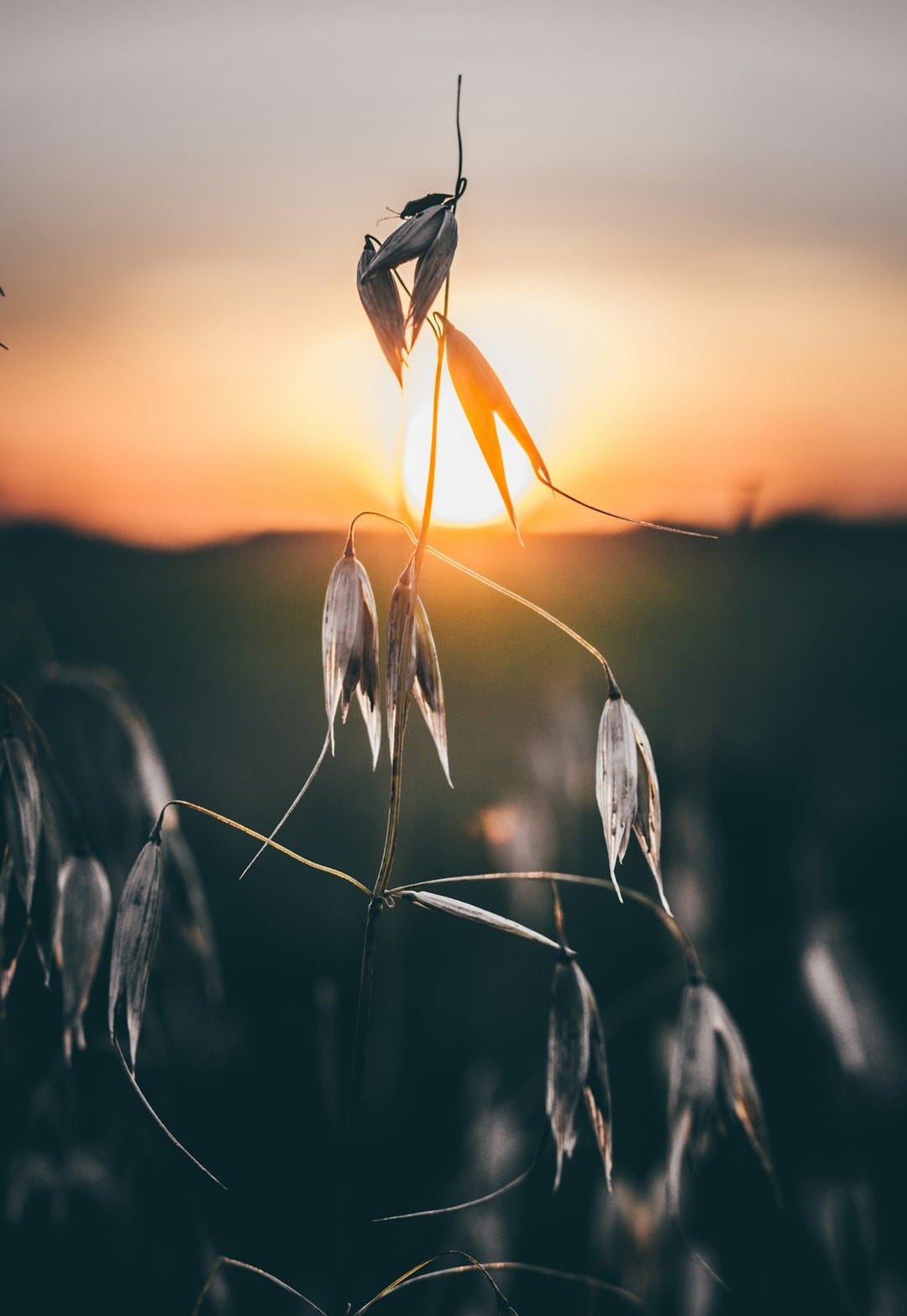 close-up photography of gray leaf plant during sunset