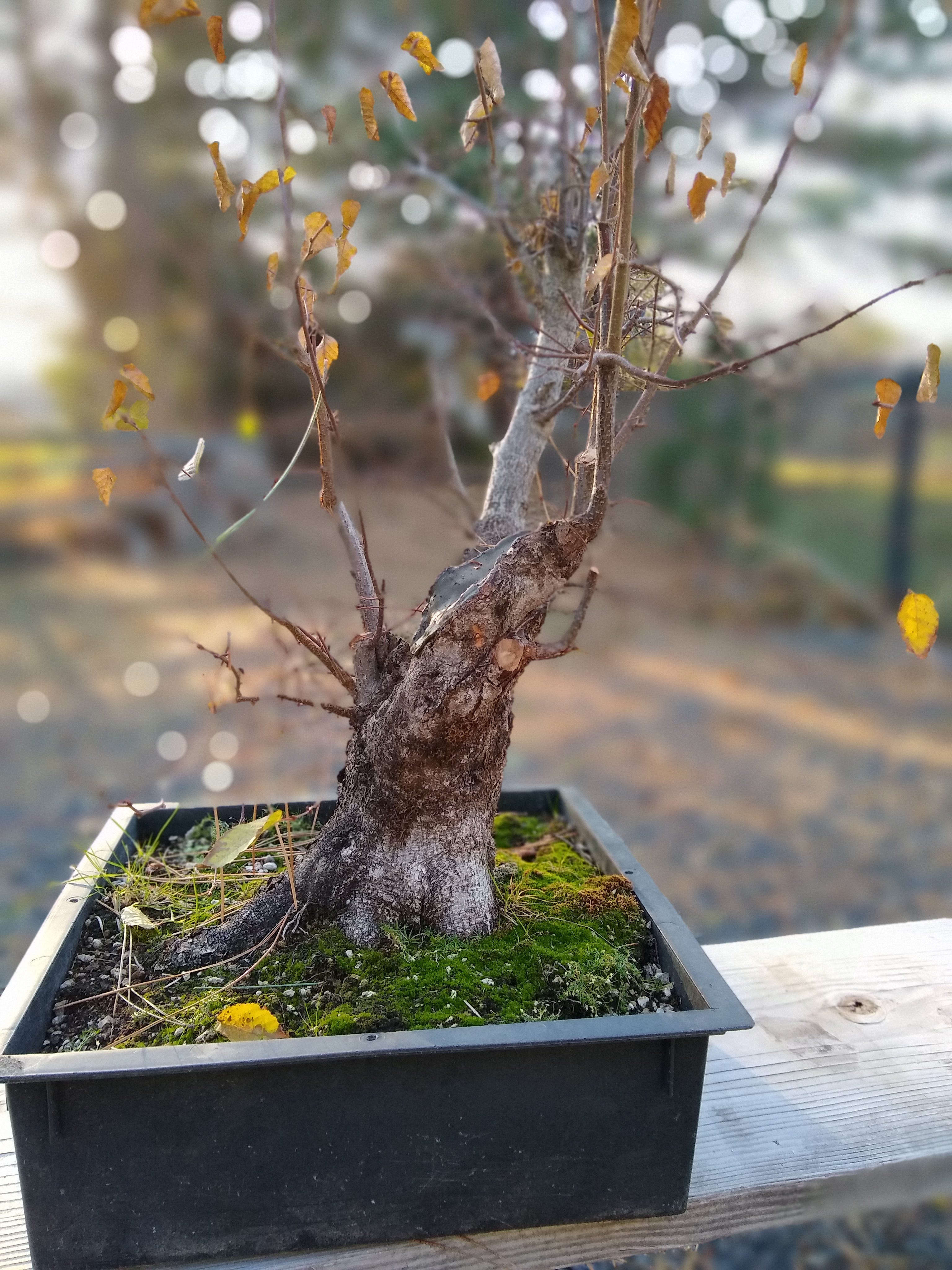 It's bonsai repotting season