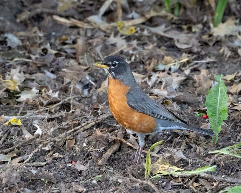 20250610-SJI3-217-Edit.jpg 20250610-SJI3-217-Edit.jpg