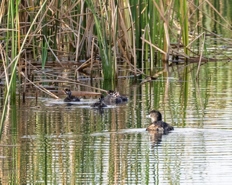 20260316-Sewailo-156-Edit.jpg 20260316-Sewailo-156-Edit.jpg