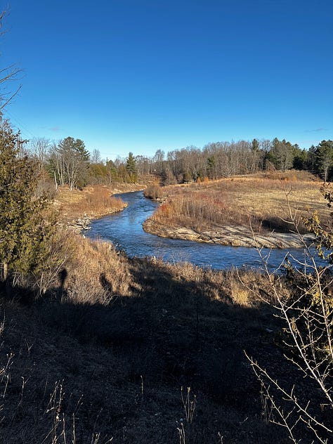 river with native grasses and saplings