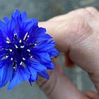 The Quest for Cornflower Blue