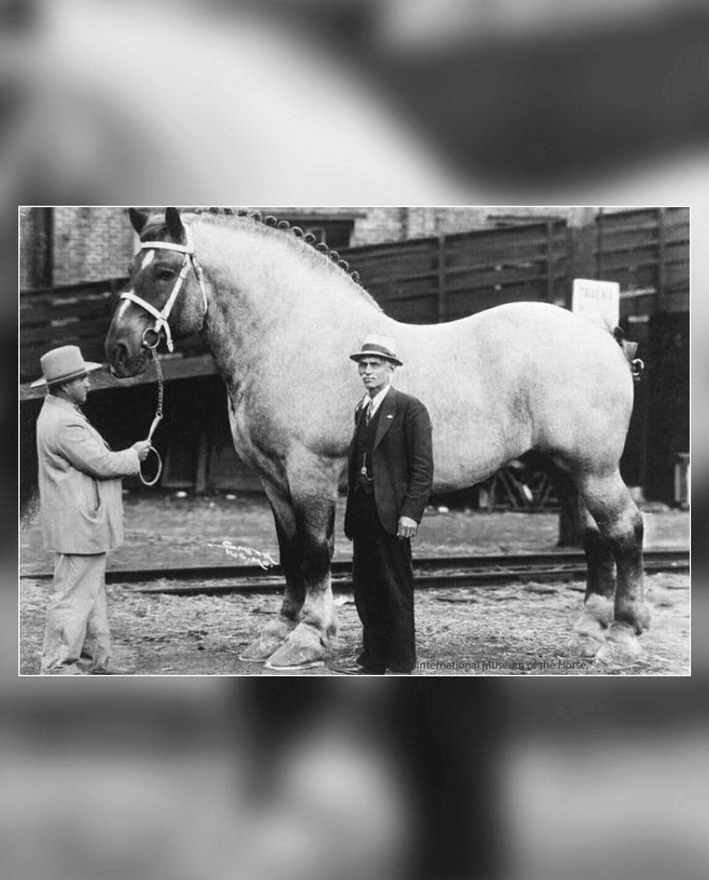 Brooklyn Supreme, The Heaviest Horse in History - 1930 Brooklyn Supreme, The Heaviest Horse in History - 1930