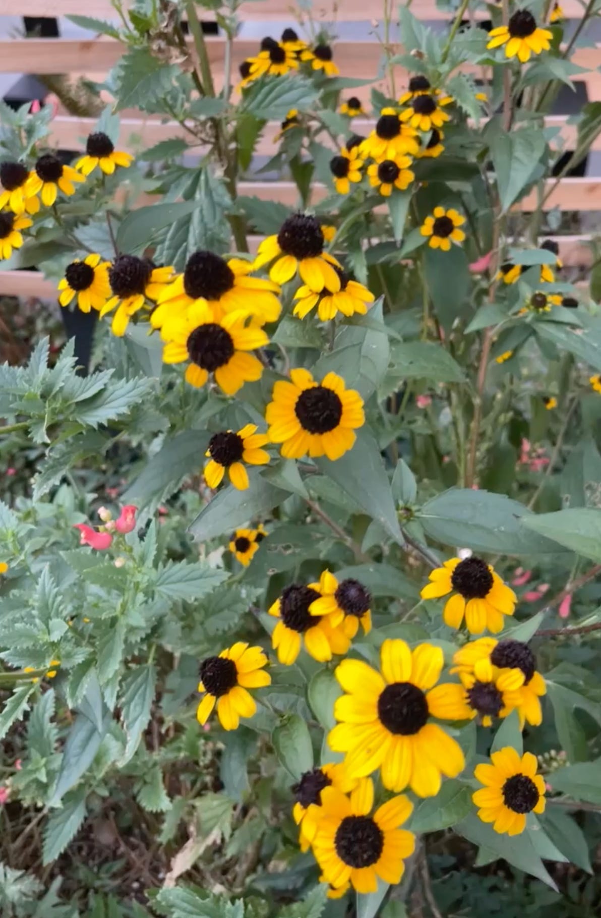 Black-Eyed Susans in the Garden: How to Grow Rudbeckia the Right Way