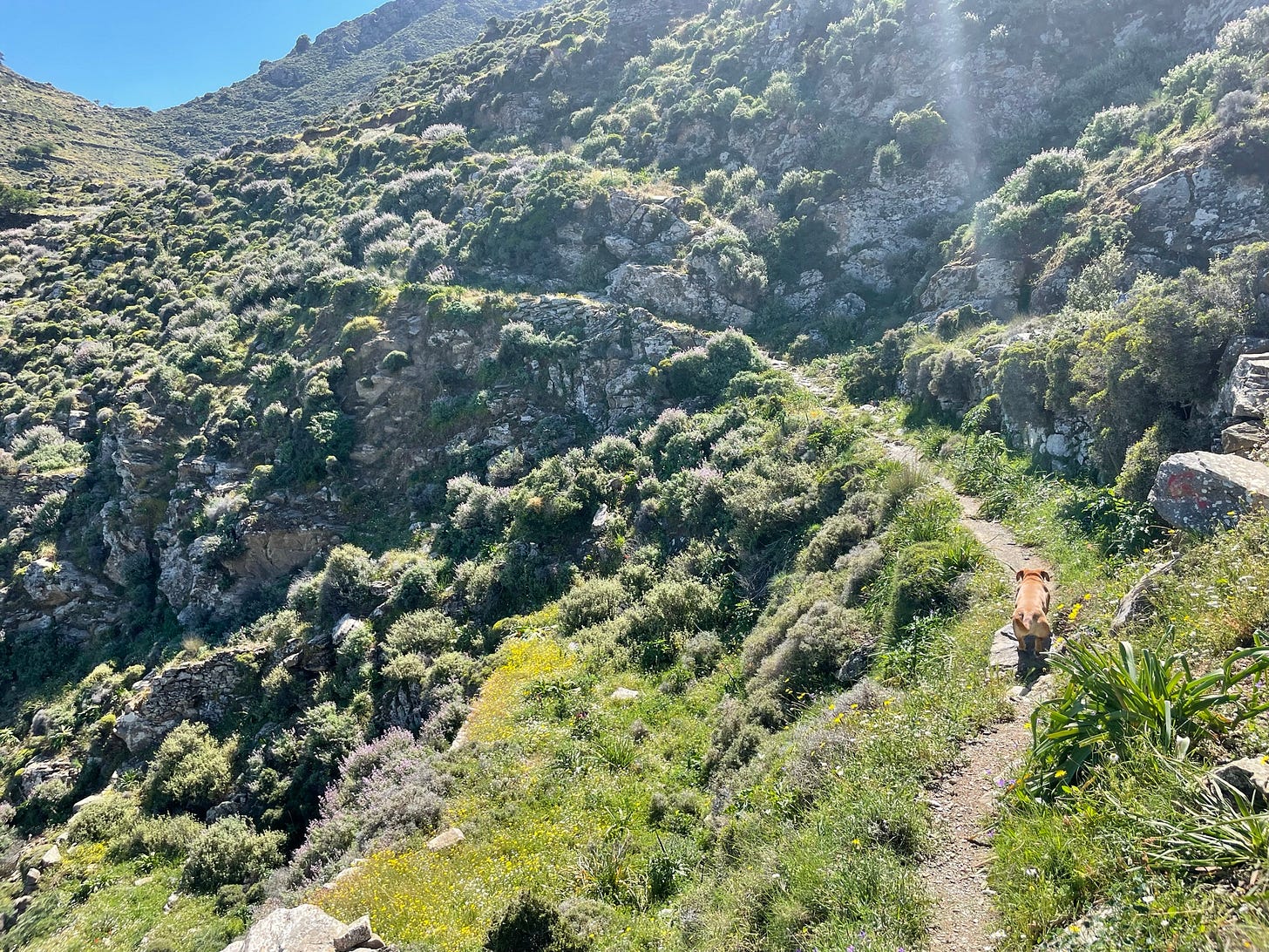 Scylla trots up the path.